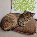Cat's House- Dum U Trech Kocek