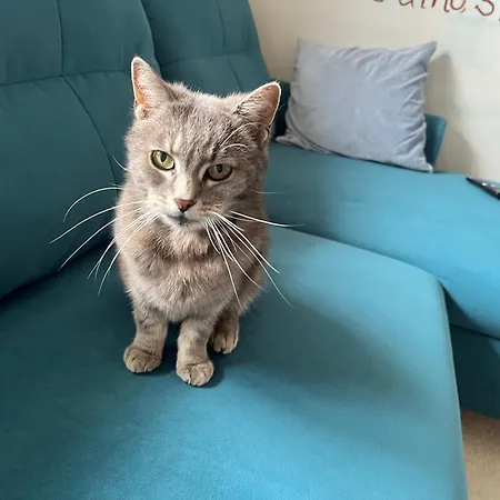 Nyaraló Cat's House- Dum U Trech Kocek *