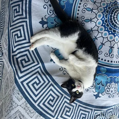 Feriehus Cat's House- Dum U Trech Kocek Zdice
