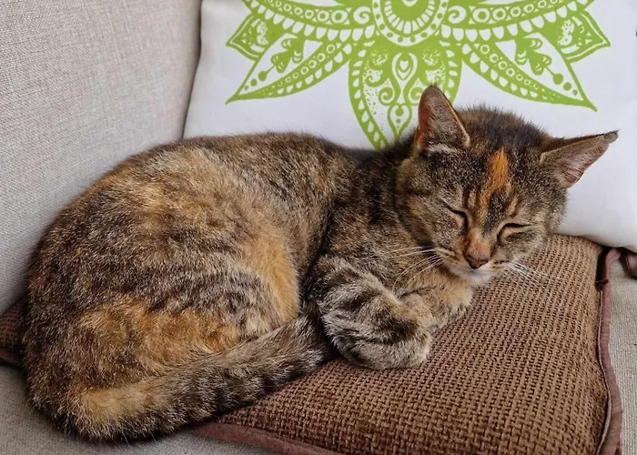 Cat's House- Dum U Trech Kocek